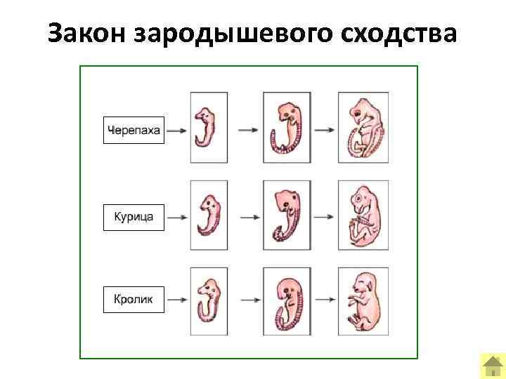 Закон зародышевого сходства 