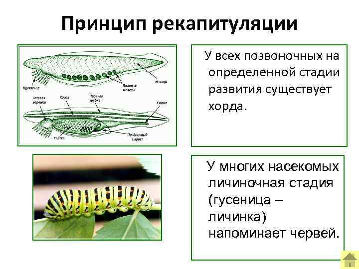 Принцип рекапитуляции У всех позвоночных на определенной стадии развития существует хорда. У многих насекомых