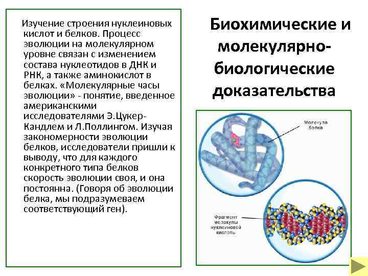  Изучение строения нуклеиновых кислот и белков. Процесс эволюции на молекулярном уровне связан с