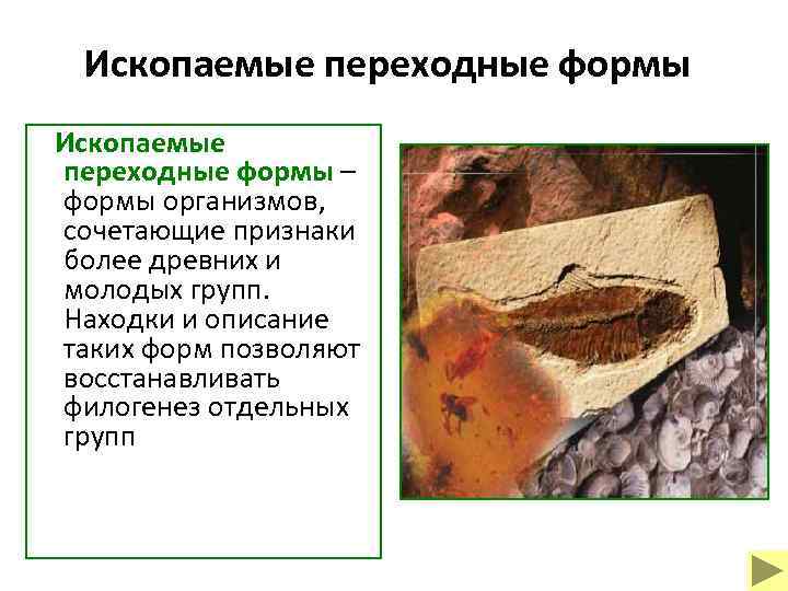 Ископаемые переходные формы – формы организмов, сочетающие признаки более древних и молодых групп. Находки