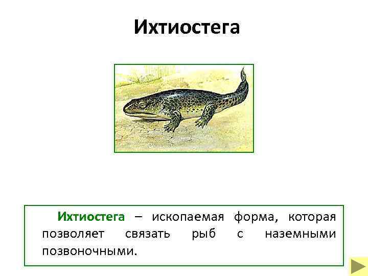 Ихтиостега – ископаемая форма, которая позволяет связать рыб с наземными позвоночными. 