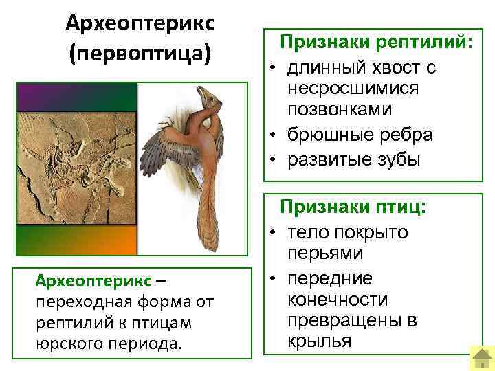 Археоптерикс (первоптица) Археоптерикс – переходная форма от рептилий к птицам юрского периода. Признаки рептилий: