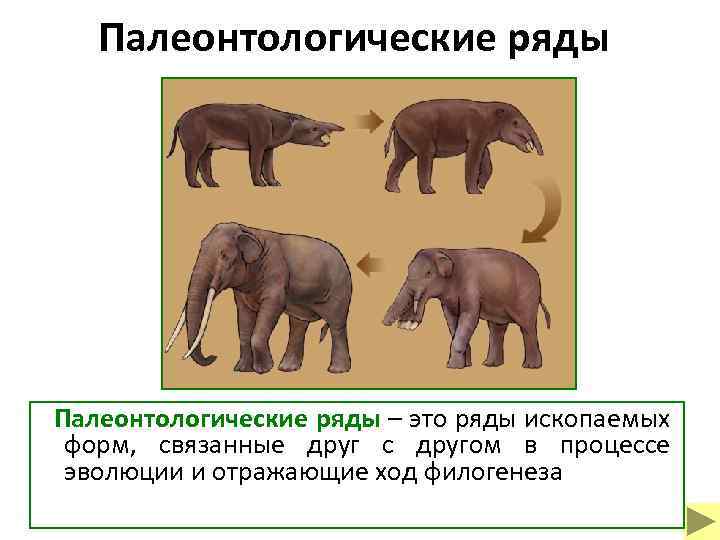 Палеонтологические ряды – это ряды ископаемых форм, связанные друг с другом в процессе эволюции