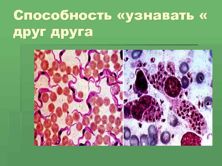 Способность «узнавать « друга 