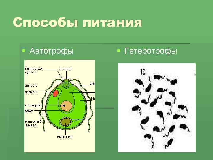 Способы питания § Автотрофы § Гетеротрофы 