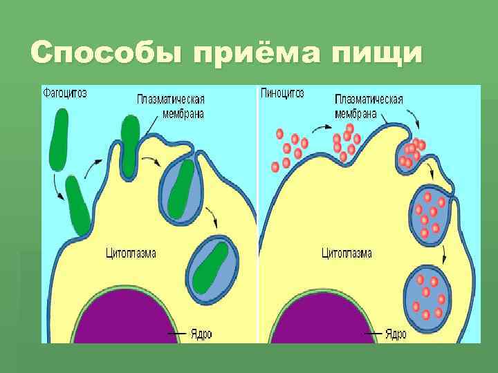 Способы приёма пищи § 