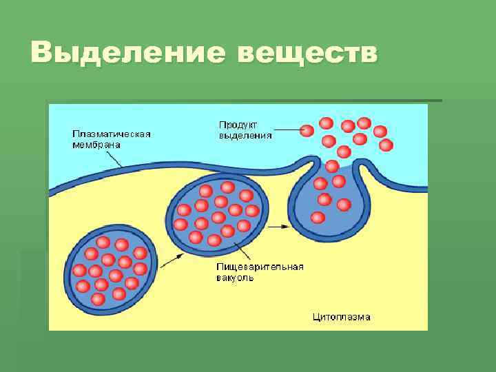 Выделение веществ 