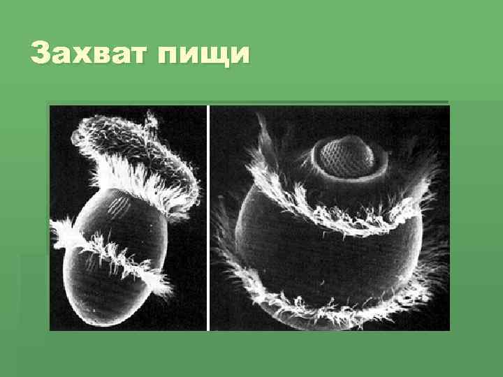 Захват пищи 