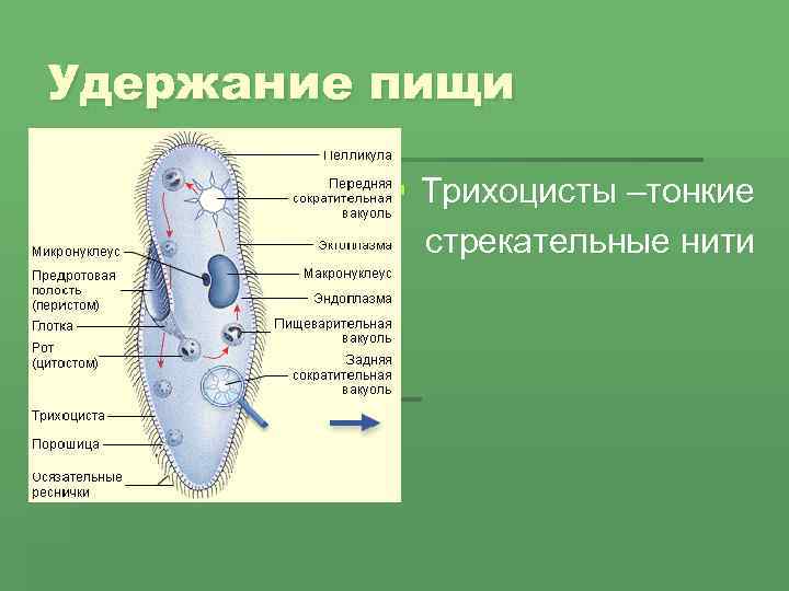 Удержание пищи § Трихоцисты –тонкие § стрекательные нити 