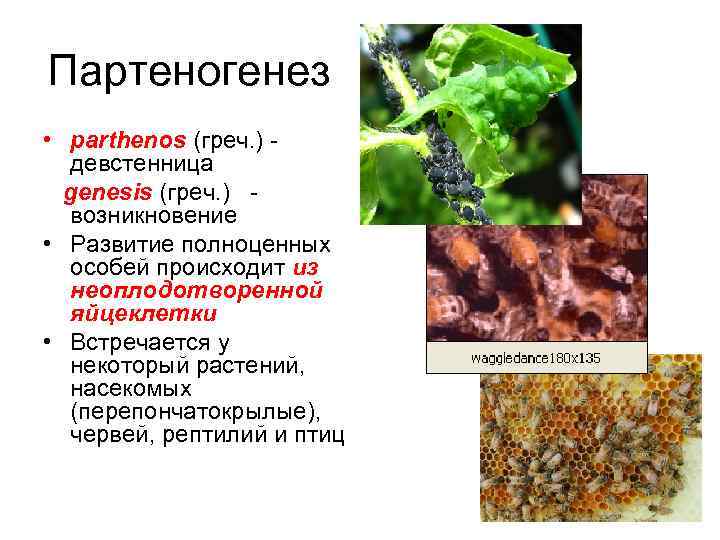 Партеногенез • parthenos (греч. ) девстенница genesis (греч. ) возникновение • Развитие полноценных особей
