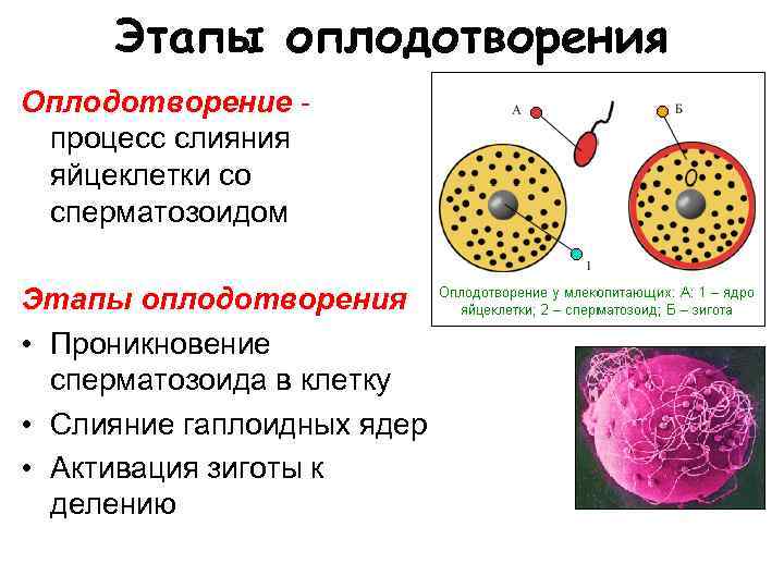 Этапы оплодотворения Оплодотворение процесс слияния яйцеклетки со сперматозоидом Этапы оплодотворения • Проникновение сперматозоида в