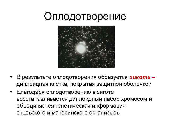 Оплодотворение • В результате оплодотворения образуется зигота – диплоидная клетка, покрытая защитной оболочкой •