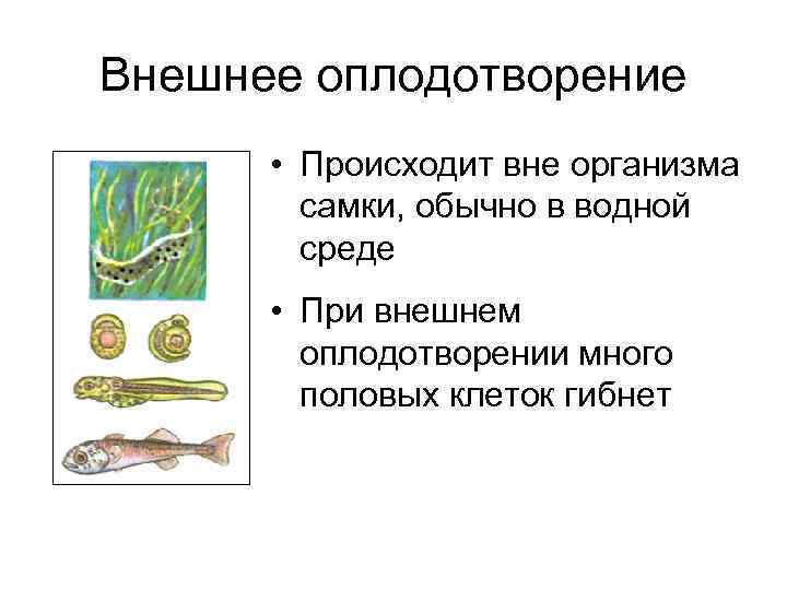 Внешнее оплодотворение • Происходит вне организма самки, обычно в водной среде • При внешнем