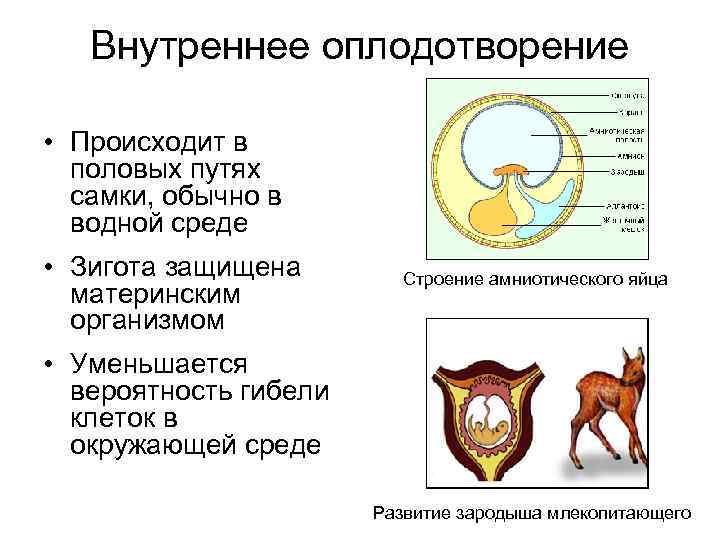 Внутреннее оплодотворение • Происходит в половых путях самки, обычно в водной среде • Зигота