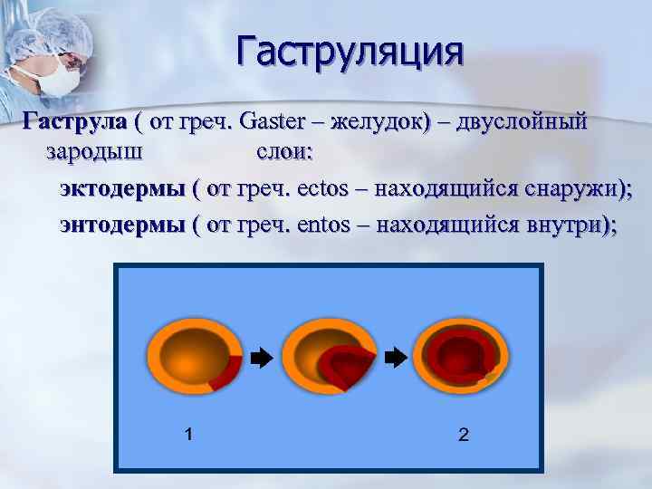 Гаструляция Гаструла ( от греч. Gaster – желудок) – двуслойный зародыш слои: эктодермы (