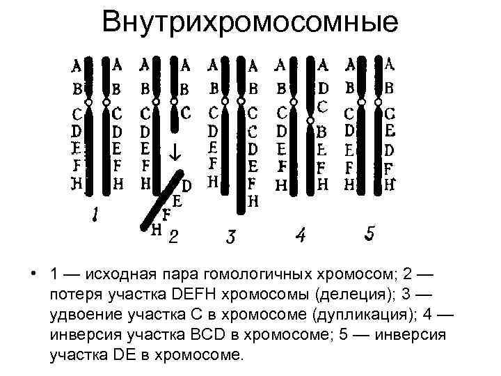 Внутрихромосомные • 1 — исходная пара гомологичных хромосом; 2 — потеря участка DEFH хромосомы