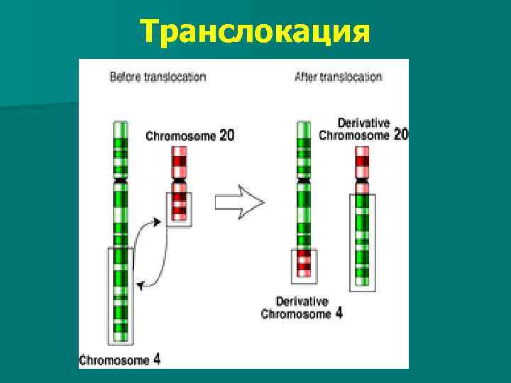 Транслокация 