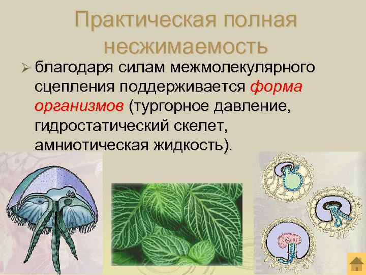 Практическая полная несжимаемость Ø благодаря силам межмолекулярного сцепления поддерживается форма организмов (тургорное давление, гидростатический