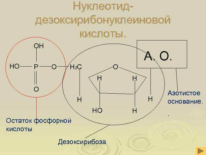 Нуклеотиддезоксирибонуклеиновой кислоты. ОН НО Р О А. О. О Н 2 С Н Н