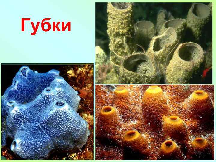 Губки 