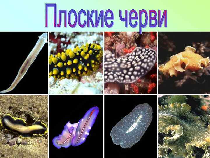 Рисунок 5. 3. 2. 1. Ресничные черви. Верхний ряд, слева направо: планария дугезия, глазчатая