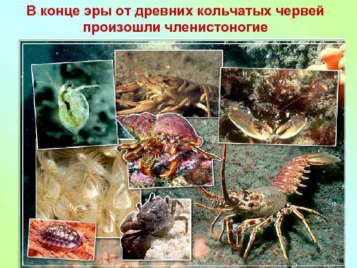 В конце эры от древних кольчатых червей произошли членистоногие 