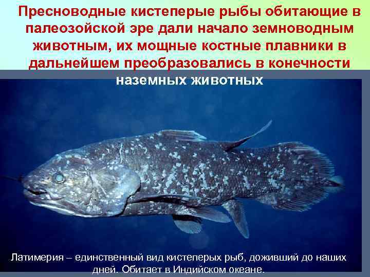 Пресноводные кистеперые рыбы обитающие в палеозойской эре дали начало земноводным животным, их мощные костные