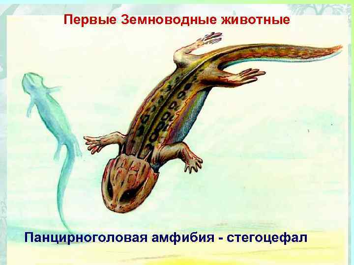 Первые Земноводные животные Панцирноголовая амфибия - стегоцефал 