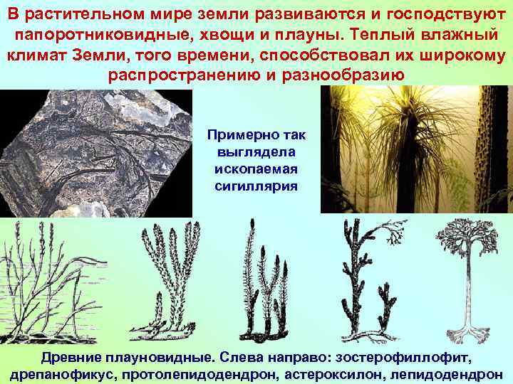 В растительном мире земли развиваются и господствуют папоротниковидные, хвощи и плауны. Теплый влажный климат
