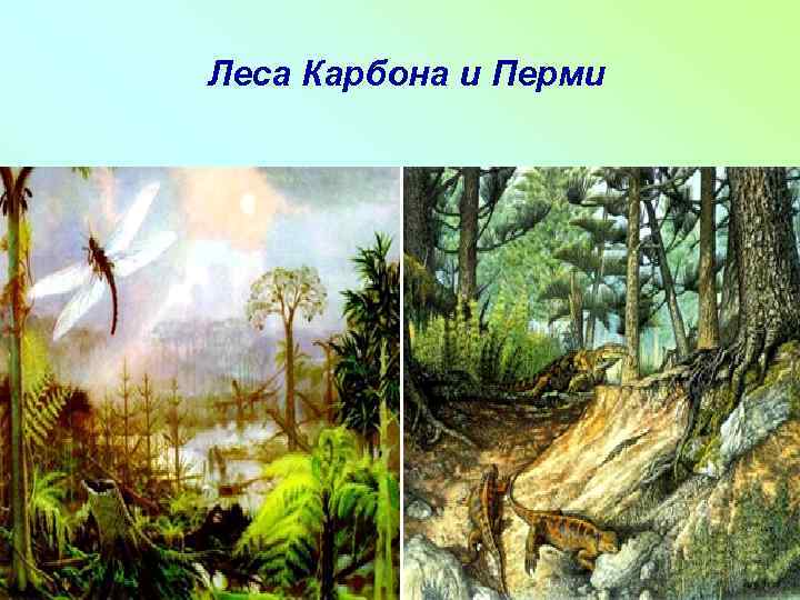 Леса Карбона и Перми 