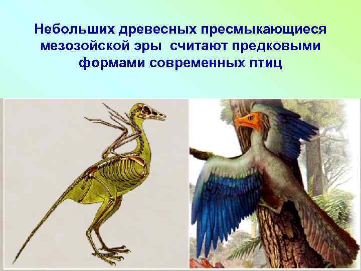 Небольших древесных пресмыкающиеся мезозойской эры считают предковыми формами современных птиц 