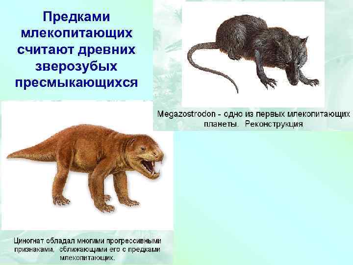 Предками млекопитающих считают древних зверозубых пресмыкающихся 