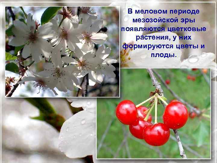 В меловом периоде мезозойской эры появляются цветковые растения, у них формируются цветы и плоды.
