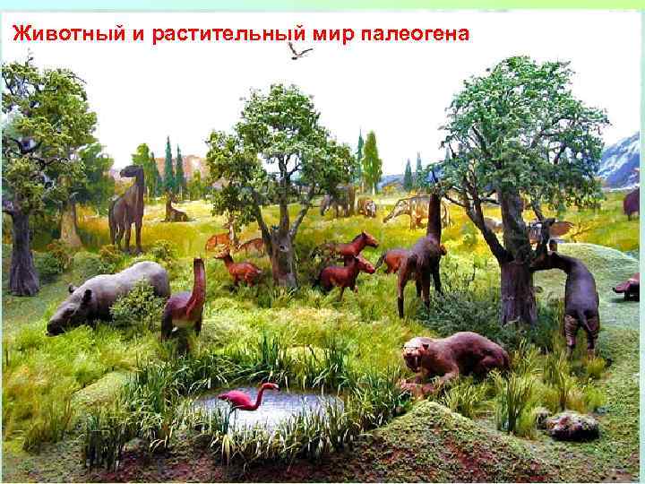 Животный и растительный мир палеогена 