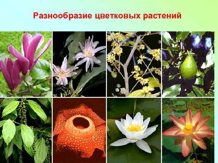 Разнообразие цветковых растений 