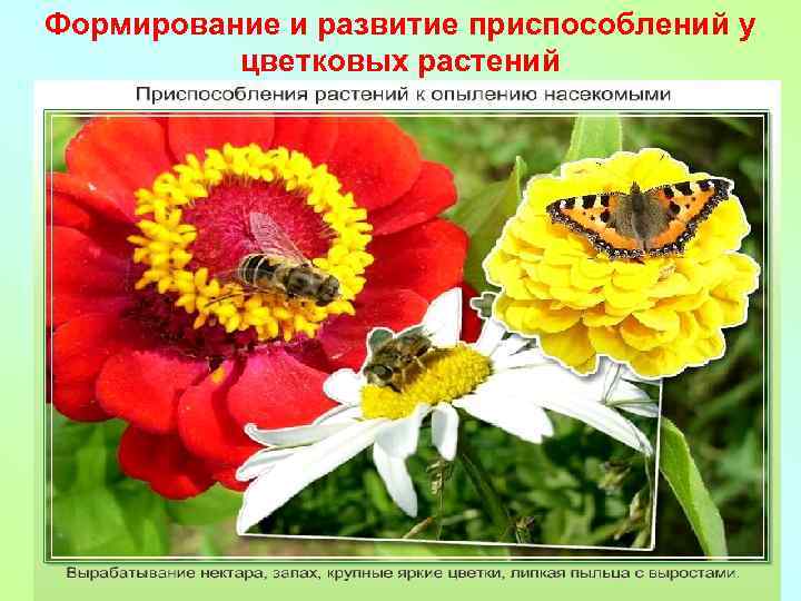 Формирование и развитие приспособлений у цветковых растений 