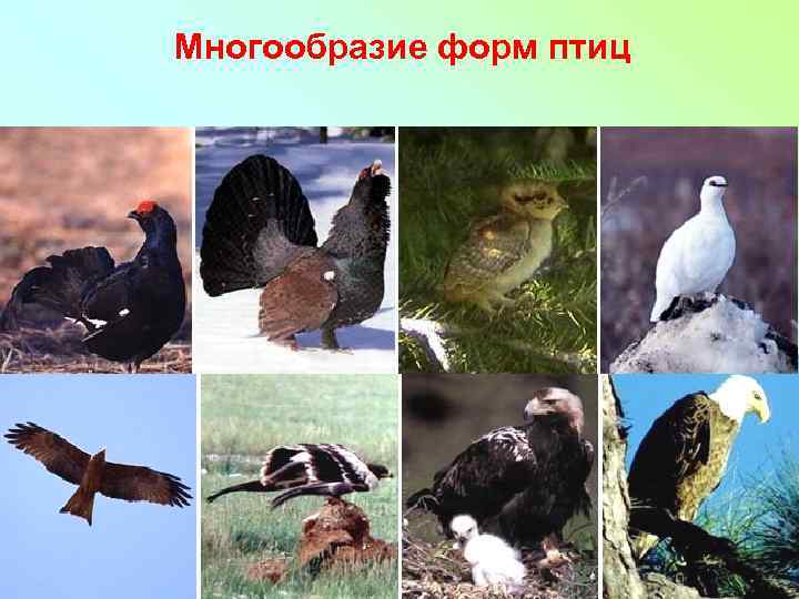 Многообразие форм птиц 