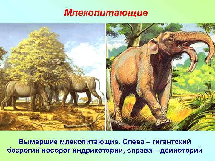Млекопитающие Вымершие млекопитающие. Слева – гигантский безрогий носорог индрикотерий, справа – дейнотерий 