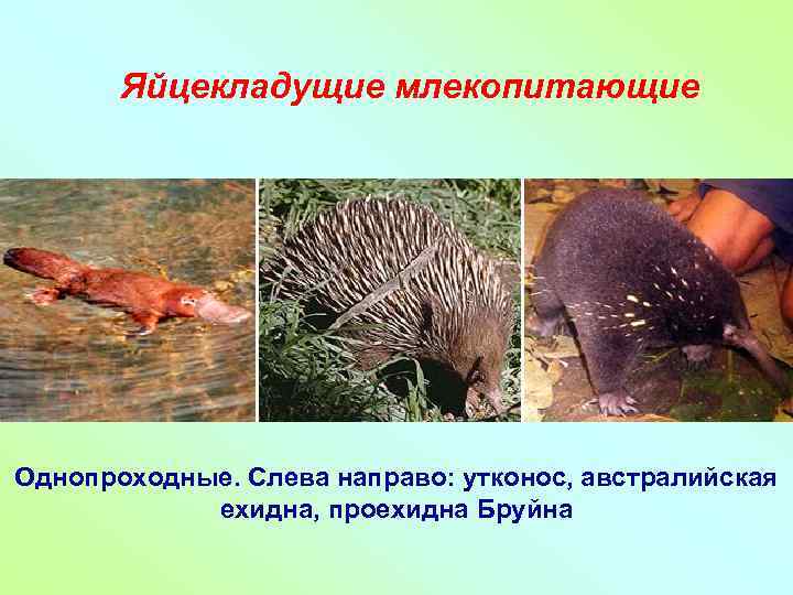 Яйцекладущие млекопитающие Однопроходные. Слева направо: утконос, австралийская ехидна, проехидна Бруйна 