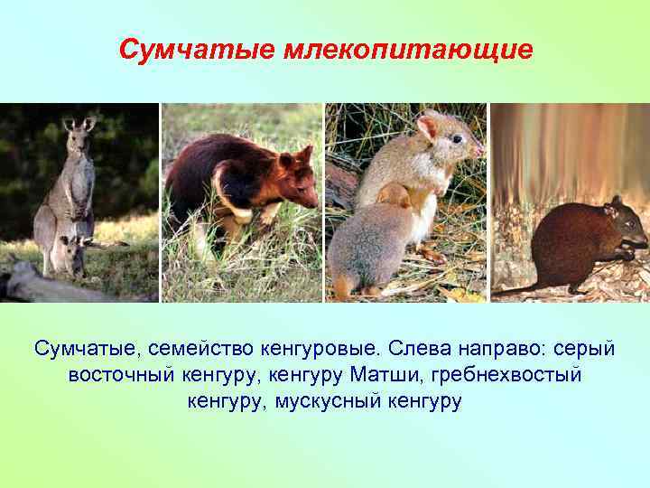 Сумчатые млекопитающие Сумчатые, семейство кенгуровые. Слева направо: серый восточный кенгуру, кенгуру Матши, гребнехвостый кенгуру,