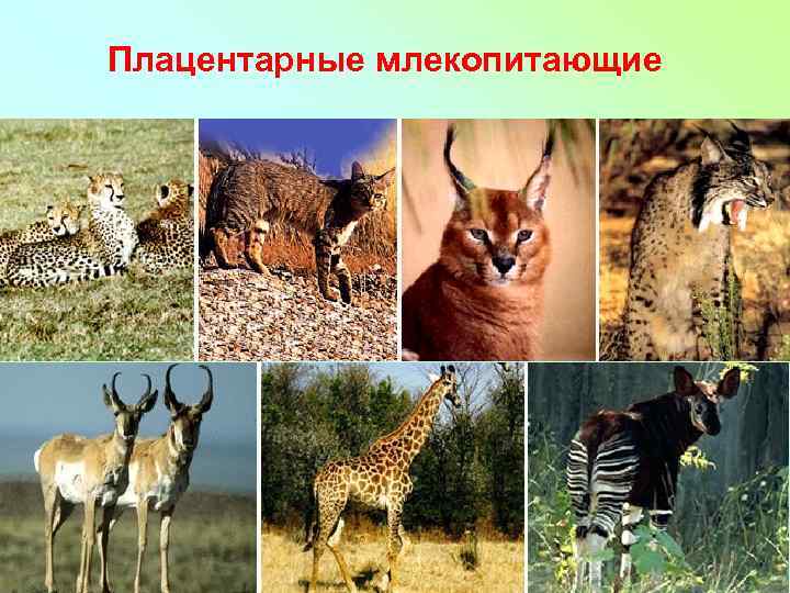 Плацентарные млекопитающие 