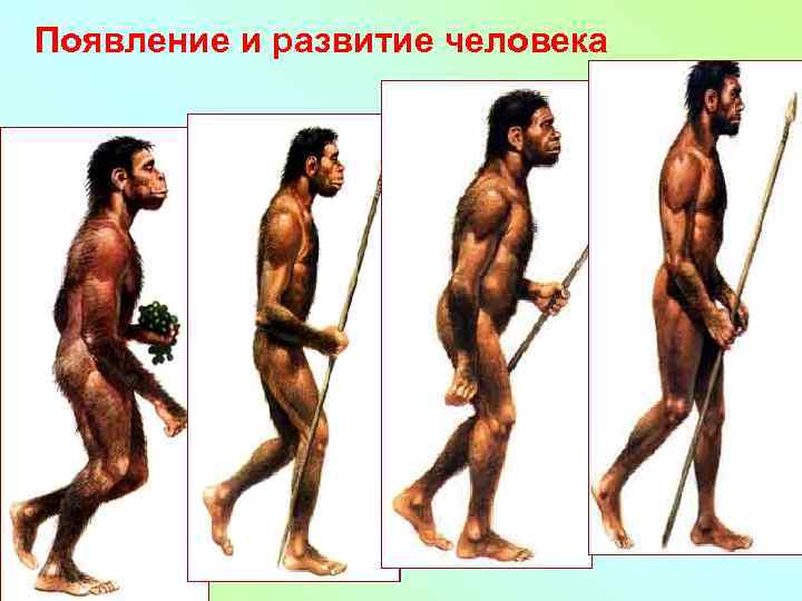 Появление и развитие человека 