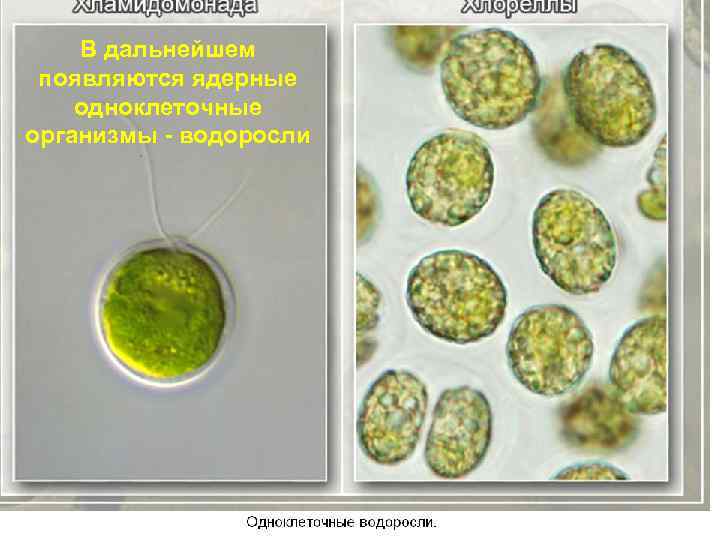 В дальнейшем появляются ядерные одноклеточные организмы - водоросли 