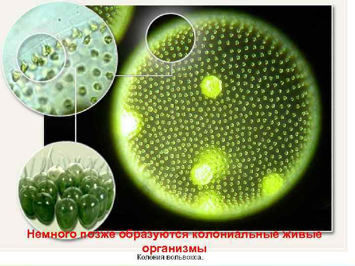 Немного позже образуются колониальные живые организмы 