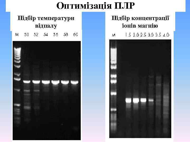 Оптимізація ПЛР Підбір температури відпалу Підбір концентрації іонів магнію 