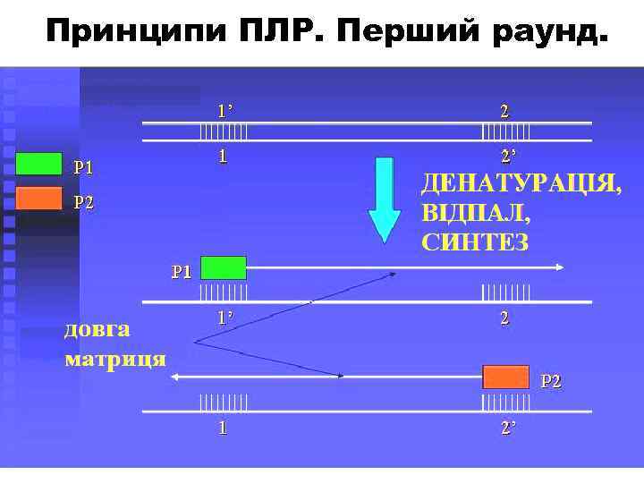 Принципи ПЛР. Перший раунд. 