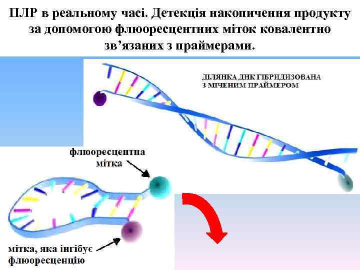 ПЛР в реальному часі. Детекція накопичення продукту за допомогою флюоресцентних міток ковалентно зв’язаних з