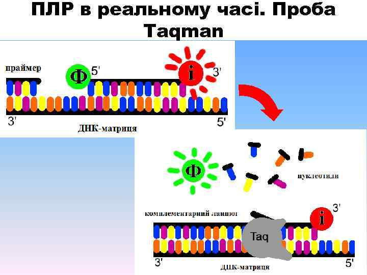 ПЛР в реальному часі. Проба Taqman 
