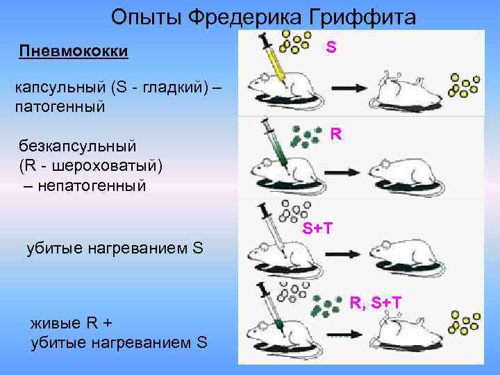 Опыты Фредерика Гриффита Пневмококки S капсульный (S - гладкий) – патогенный безкапсульный (R -