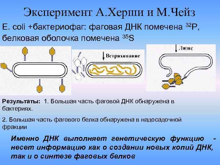 Эксперимент А. Херши и М. Чейз E. coli +бактериофаг: фаговая ДНК помечена 32 Р,